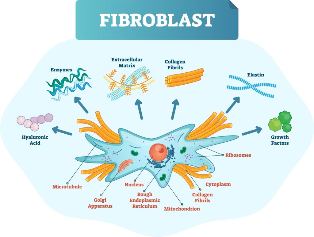 หน้าที่ของ Fibroblast